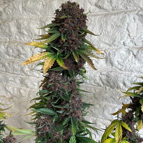 Purple Punch 🥊 2 - #1 - 42 Fast Buds growlog timeline photo