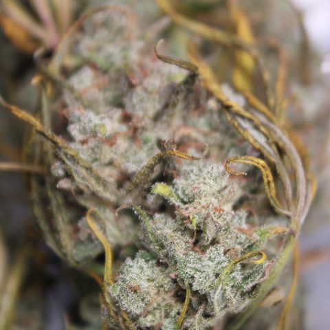 Mimosa Cake 🍰 4 - #1 - 42 Fast Buds growlog timeline photo