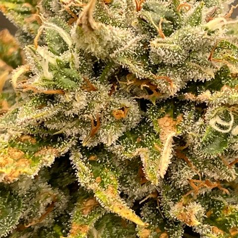Mimosa Cake 🍰 4 - #1 - 42 Fast Buds growlog timeline photo