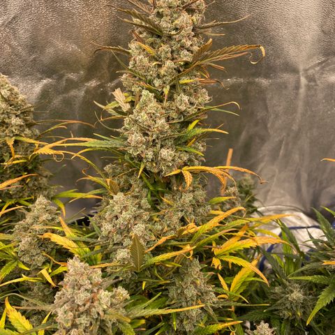 Mimosa Cake 🍰 3 - #1 - 42 Fast Buds growlog timeline photo