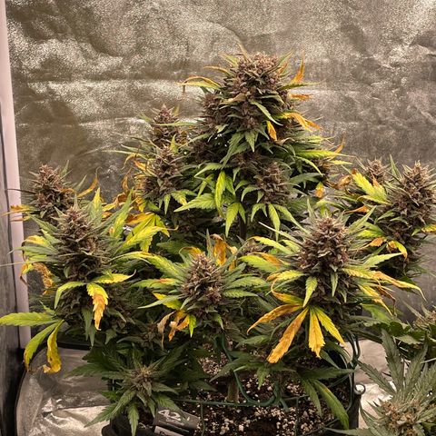 Purple Punch 🥊 3 - #1 - 42 Fast Buds growlog timeline photo
