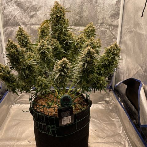 Mimosa Cake 🍰 3 - #1 - 42 Fast Buds growlog timeline photo