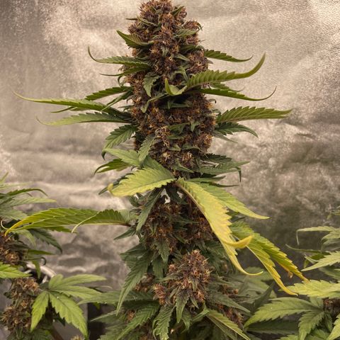 Purple Punch 🥊 2 - #1 - 42 Fast Buds growlog timeline photo