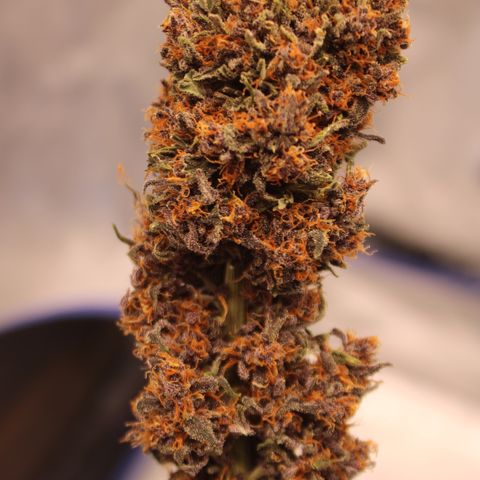 Purple Punch 🥊 2 - #1 - 42 Fast Buds growlog timeline photo