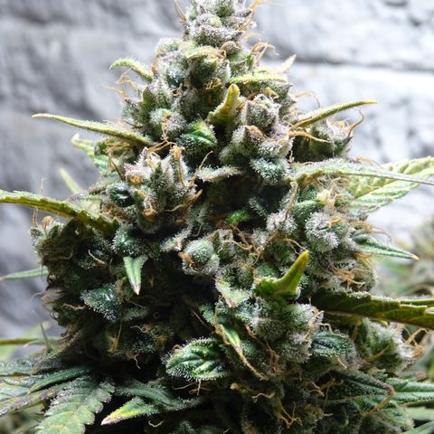 Mimosa Cake 🍰 4 - #1 - 42 Fast Buds growlog timeline photo