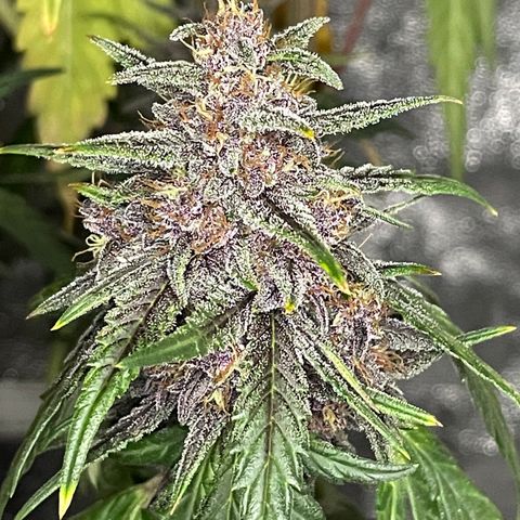 Purple Punch 🥊 1 - #1 - 42 Fast Buds growlog timeline photo