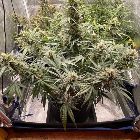 Mimosa Cake 🍰 4 - #1 - 42 Fast Buds growlog timeline photo