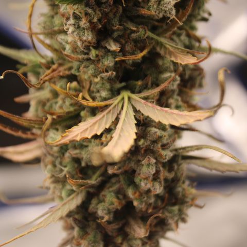 Mimosa Cake 🍰 3 - #1 - 42 Fast Buds growlog timeline photo