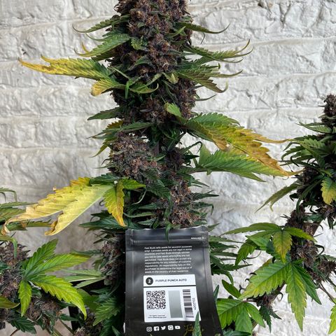 Purple Punch 🥊 2 - #1 - 42 Fast Buds growlog timeline photo