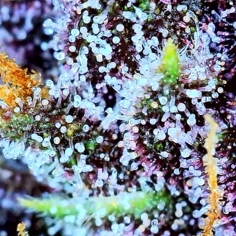 Purple Punch 🥊 2 - #1 - 42 Fast Buds growlog timeline photo