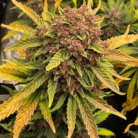 Purple Punch 🥊 2 - #1 - 42 Fast Buds growlog timeline photo