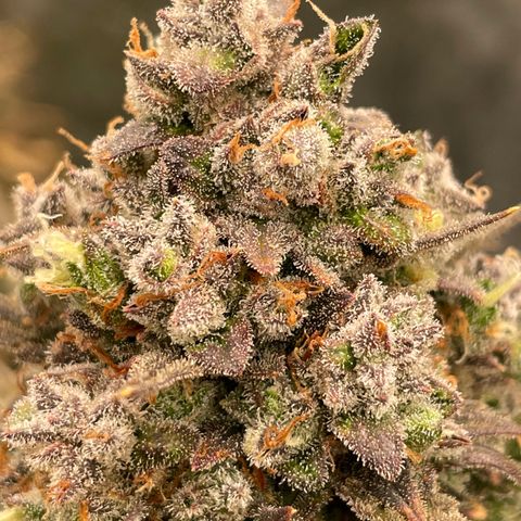 Mimosa Cake 🍰 3 - #1 - 42 Fast Buds growlog timeline photo
