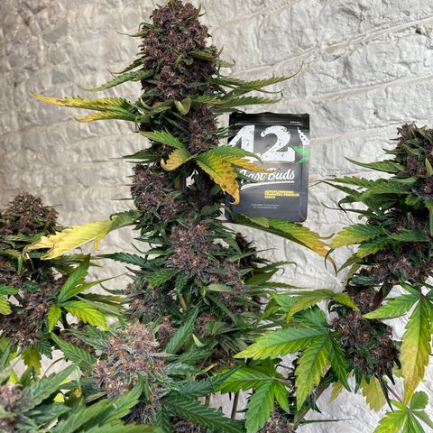 Purple Punch 🥊 2 - #1 - 42 Fast Buds growlog timeline photo