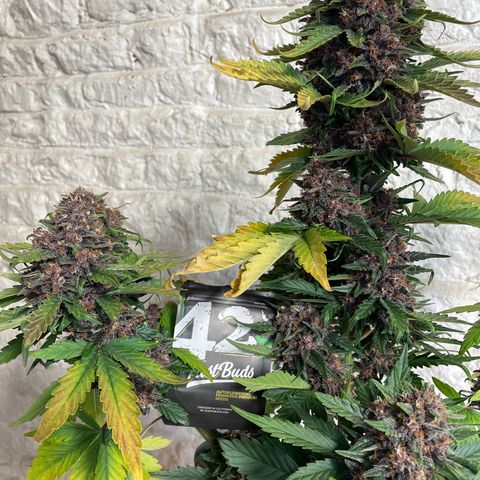 Purple Punch 🥊 2 - #1 - 42 Fast Buds growlog timeline photo