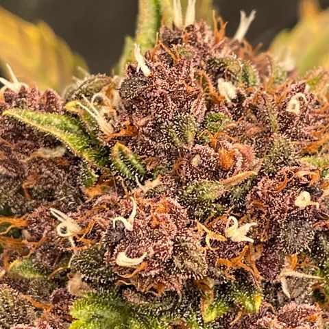 Purple Punch 🥊 2 - #1 - 42 Fast Buds growlog timeline photo