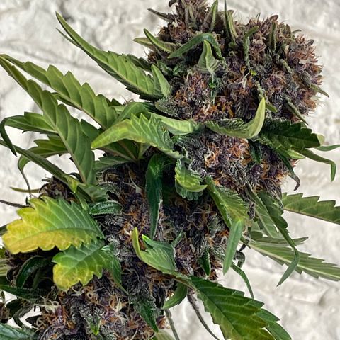 Purple Punch 🥊 2 - #1 - 42 Fast Buds growlog timeline photo