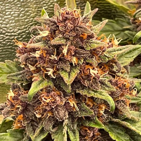 Purple Punch 🥊 2 - #1 - 42 Fast Buds growlog timeline photo