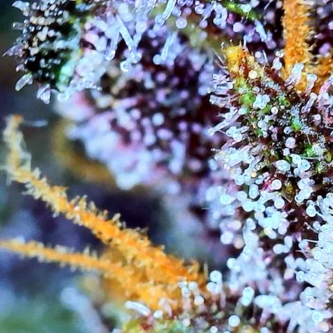 Purple Punch 🥊 2 - #1 - 42 Fast Buds growlog timeline photo