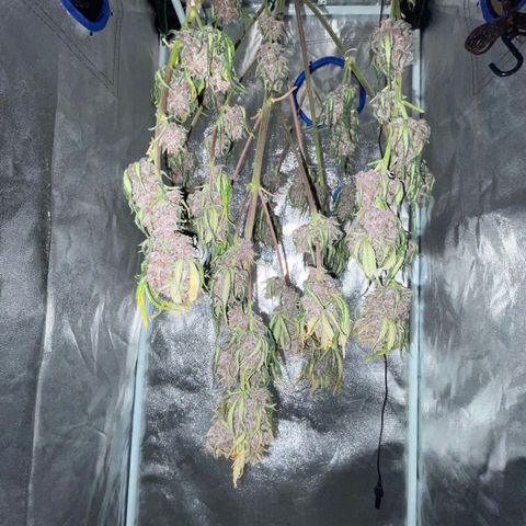 Purple Punch 🥊 1 - #1 - 42 Fast Buds growlog timeline photo