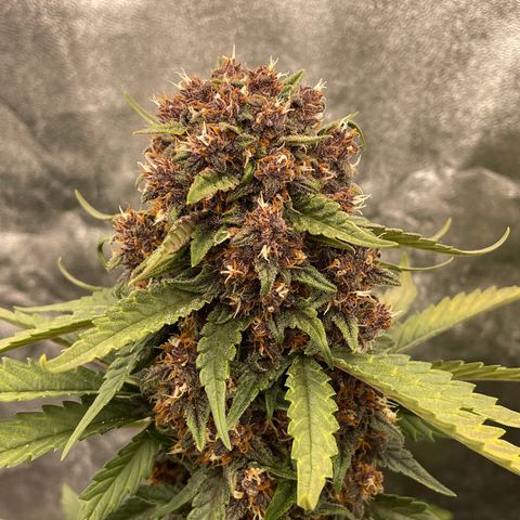 Purple Punch 🥊 2 - #1 - 42 Fast Buds growlog timeline photo