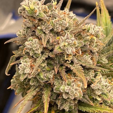 Mimosa Cake 🍰 3 - #1 - 42 Fast Buds growlog timeline photo