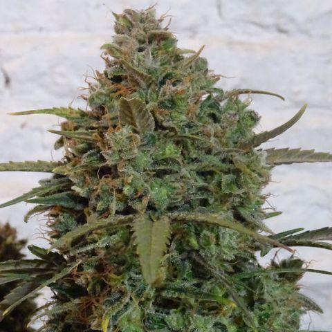 Mimosa Cake 🍰 4 - #1 - 42 Fast Buds growlog timeline photo