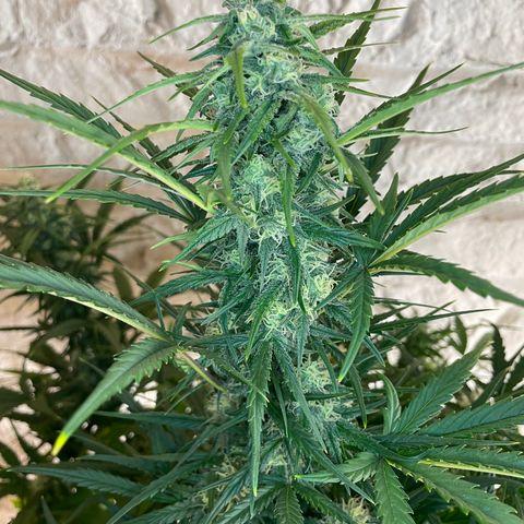 Mimosa Cake 🍰 4 - #1 - 42 Fast Buds growlog timeline photo