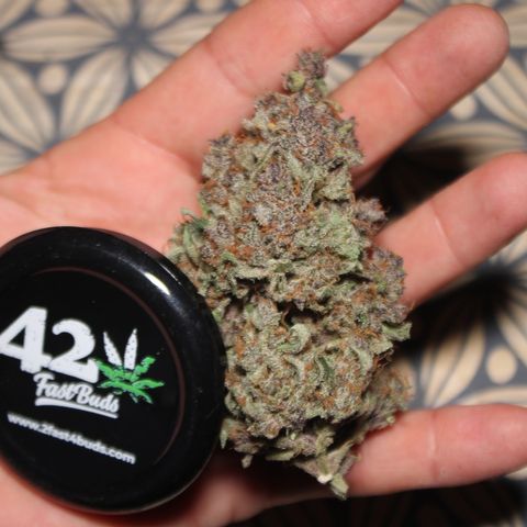 Purple Punch 🥊 4 - #1 - 42 Fast Buds growlog timeline photo