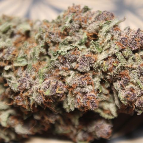 Purple Punch 🥊 4 - #1 - 42 Fast Buds growlog timeline photo