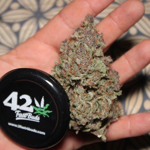 Purple Punch 🥊 4 - #1 - 42 Fast Buds growlog timeline photo