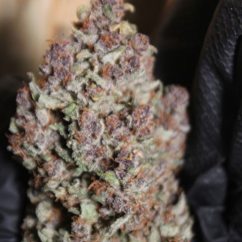 Purple Punch 🥊 4 - #1 - 42 Fast Buds growlog timeline photo