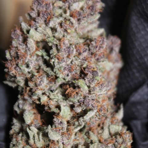 Purple Punch 🥊 4 - #1 - 42 Fast Buds growlog timeline photo