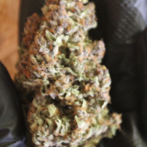 Purple Punch 🥊 4 - #1 - 42 Fast Buds growlog timeline photo