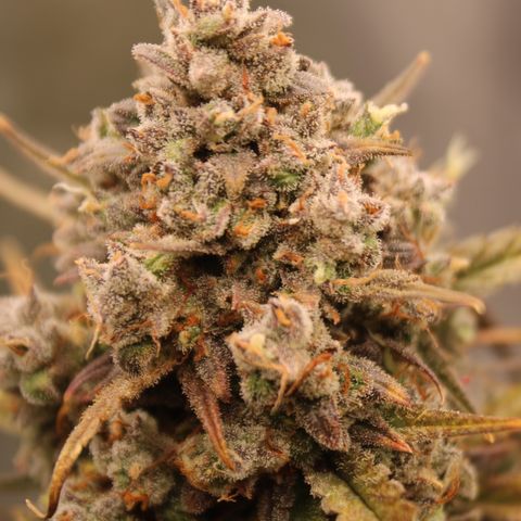 Mimosa Cake 🍰 4 - #1 - 42 Fast Buds growlog timeline photo