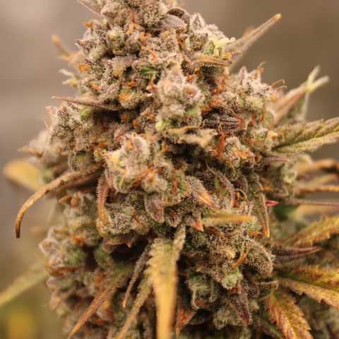 Mimosa Cake 🍰 4 - #1 - 42 Fast Buds growlog timeline photo