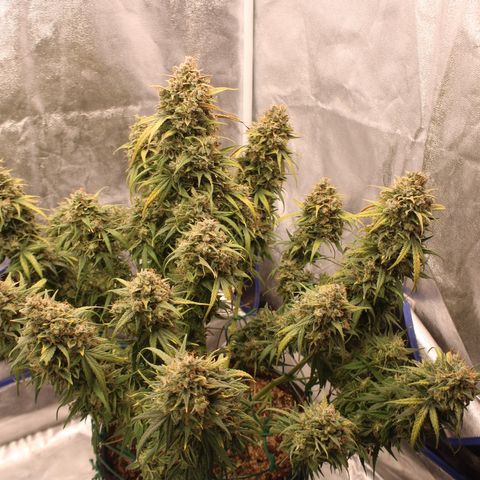 Mimosa Cake 🍰 4 - #1 - 42 Fast Buds growlog timeline photo