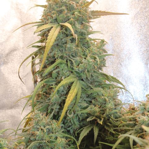 Mimosa Cake 🍰 4 - #1 - 42 Fast Buds growlog timeline photo