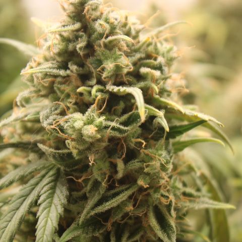 Mimosa Cake 🍰 4 - #1 - 42 Fast Buds growlog timeline photo
