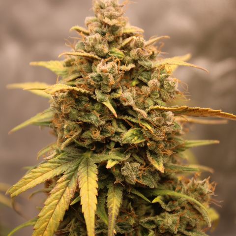 Mimosa Cake 🍰 4 - #1 - 42 Fast Buds growlog timeline photo