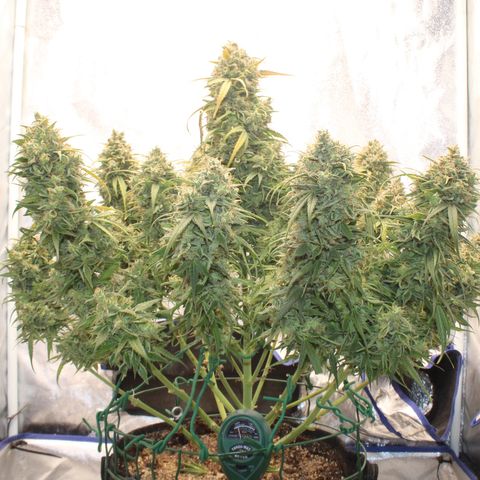 Mimosa Cake 🍰 4 - #1 - 42 Fast Buds growlog timeline photo