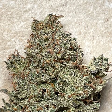 Mimosa Cake 🍰 2 - #1 - 42 Fast Buds growlog timeline photo