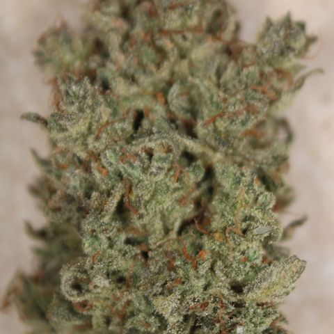 Mimosa Cake 🍰 2 - #1 - 42 Fast Buds growlog timeline photo