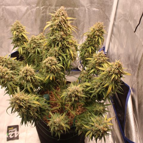 Mimosa Cake 🍰 4 - #1 - 42 Fast Buds growlog timeline photo