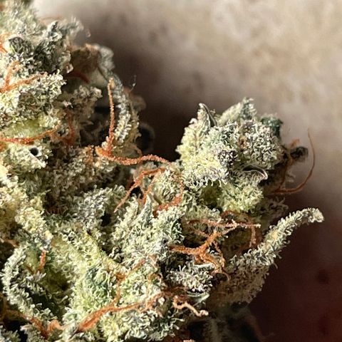 Mimosa Cake 🍰 2 - #1 - 42 Fast Buds growlog timeline photo