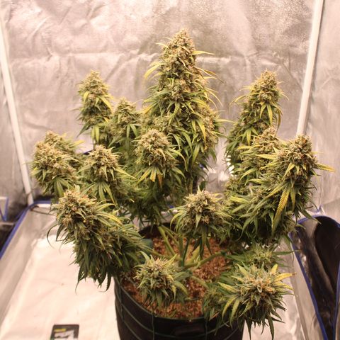 Mimosa Cake 🍰 4 - #1 - 42 Fast Buds growlog timeline photo