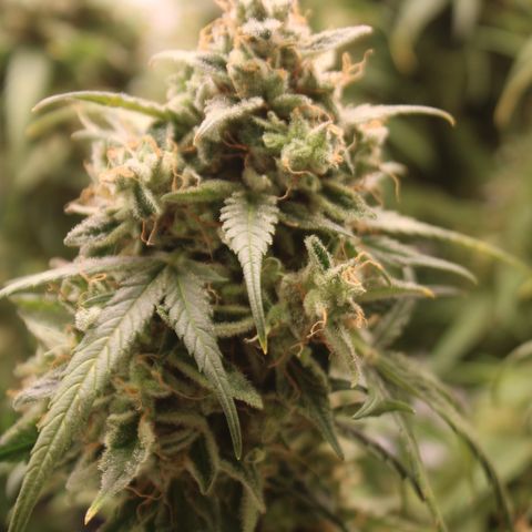 Mimosa Cake 🍰 4 - #1 - 42 Fast Buds growlog timeline photo