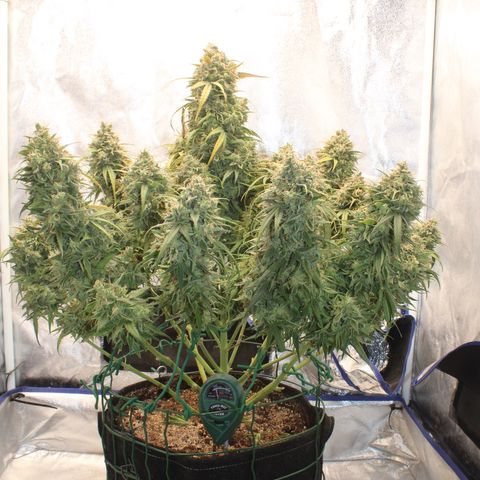 Mimosa Cake 🍰 4 - #1 - 42 Fast Buds growlog timeline photo