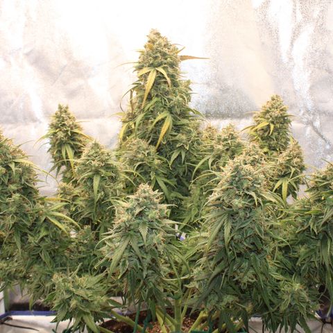 Mimosa Cake 🍰 4 - #1 - 42 Fast Buds growlog timeline photo