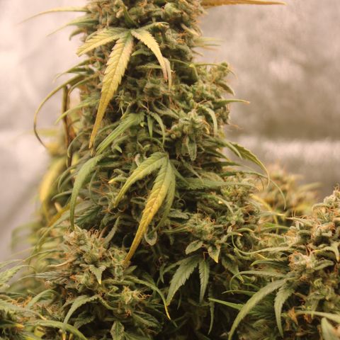 Mimosa Cake 🍰 4 - #1 - 42 Fast Buds growlog timeline photo