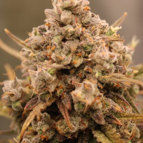 Mimosa Cake 🍰 4 - #1 - 42 Fast Buds growlog timeline photo